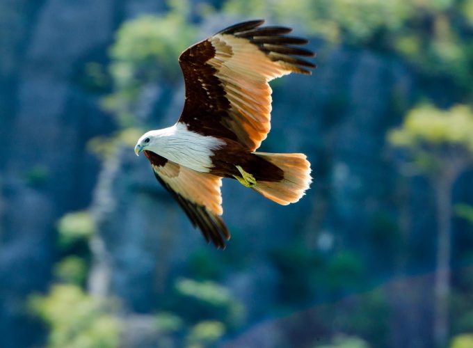 Wallpaper eagle, flight, wingspan, wings, bird, look, nature, animal, Animals 715796817